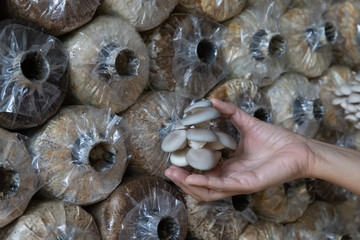 Growing of Oyster mushroom (Pleurotus pulmonarius) in Organic agriculture farm, Healthy food production