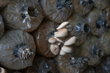 Growing of Oyster mushroom (Pleurotus pulmonarius) in Organic agriculture farm, Healthy food production