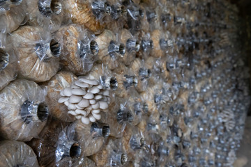 Growing of Oyster mushroom (Pleurotus pulmonarius) in Organic agriculture farm, Healthy food...
