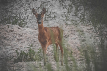 piolish animal  © Mateusz