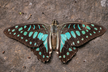 Dead butterfly with texture on the rock background.Dead Common Jay butterfly.