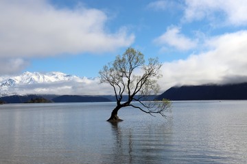 Wonder tree, Wanaka, South Island, New Zealand. A tree in the mid of water, been there for many years...
