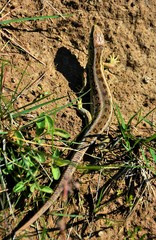 a common lizard on the ground