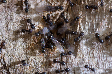 A group of black ant crawls along a tree trunk