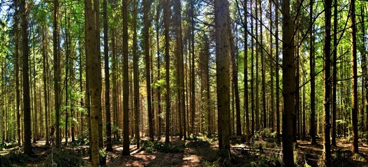 Fototapeta premium many stems in the fir forest