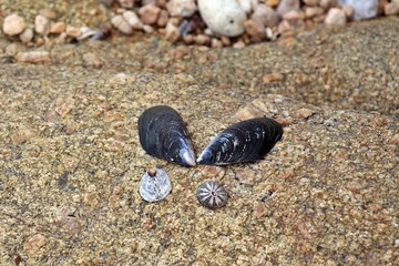 Sea shells and stones on beach