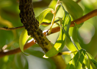 black aphid on the green bark of a tree branch