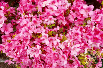 ピンクのツツジ
