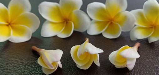 Fototapeta premium Champaka white flowers on the leather floor.