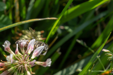 the honey bee is collecting pollen from the flower