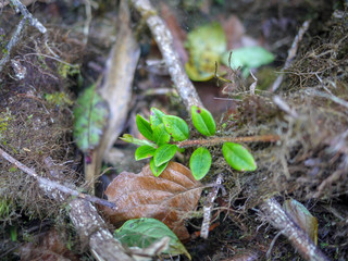 green leaf of of small treee  and sunlight
