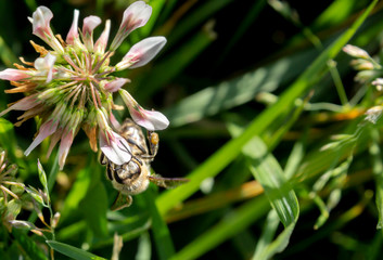 the honey bee is collecting pollen from the flower