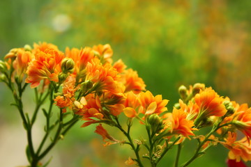 orange blooming indoor flower
