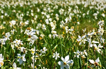 Obraz na płótnie Canvas many white daffodils in the field