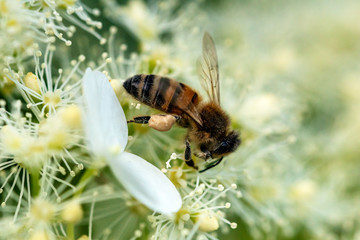 Biene auf Blume