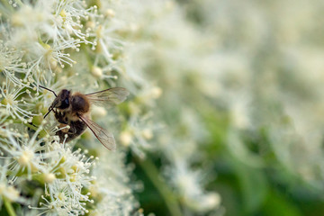 Biene auf Blume