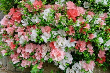 赤と白のツツジ