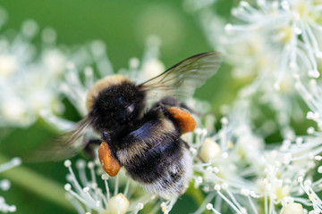 Biene auf Blume