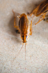 Macro photo of a cockroach close-up in excellent quality. Pest Control.