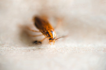 Macro photo of a cockroach close-up in excellent quality. Pest Control.