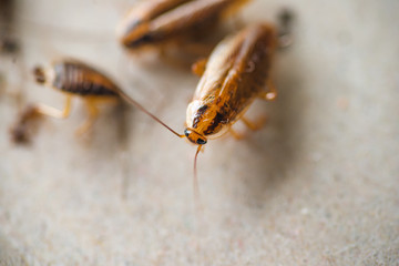 Macro photo of a cockroach close-up in excellent quality. Pest Control.