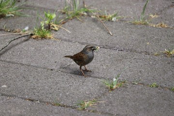 Bird gathering food on the ground