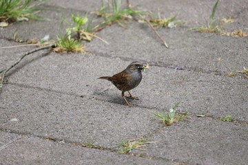 Bird gathering food on the ground