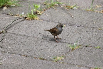 Bird gathering food on the ground