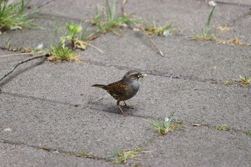 Bird gathering food on the ground