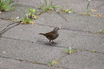Bird gathering food on the ground