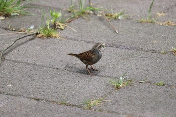 Bird gathering food on the ground