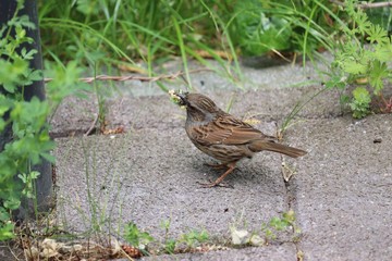 Bird gathering food on the ground
