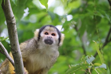 Squirrel monkey climbing