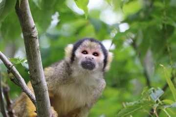 Squirrel monkey climbing