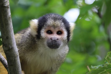 Squirrel monkey climbing