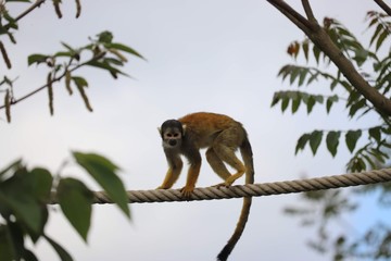 Squirrel monkey climbing