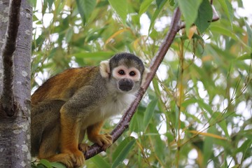 Squirrel monkey climbing