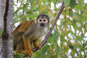 Squirrel monkey climbing