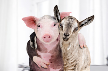Portrait of a goat and a pig embracing each other