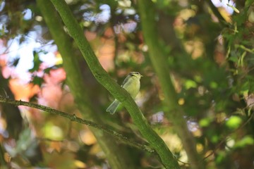 Eurasian blue tit