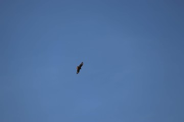 buzzard flying in clear sky