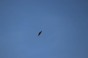 buzzard flying in clear sky