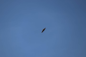 buzzard flying in clear sky