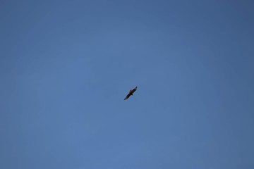 buzzard flying in clear sky