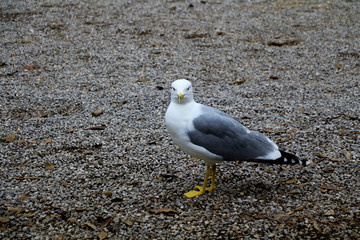 Observing seagull