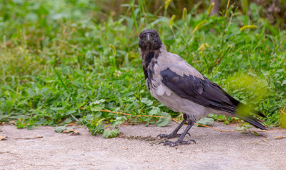 Obraz premium A eurasian magpie, sitting on a thin branch, also known as common magpie. Pica pica