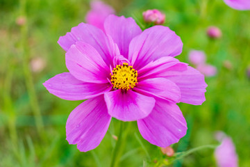 Obraz premium beauty pansy flower in the farm