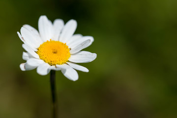 Fototapeta premium White daisy ( Bellis Perennis) close up macro shot on natural light.
