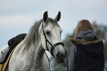 Fototapeta premium White andalusian horse in bridle and saddle looking at the girl while training. Animal - human communication concept.