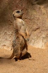 Suricata suricatta